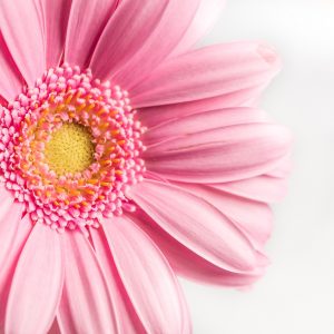 flower, pink, gerbera