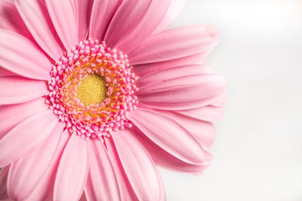 flower, pink, gerbera