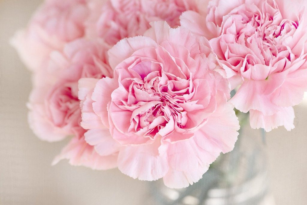 flowers, pink, cloves