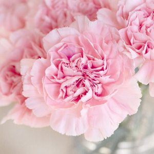 flowers, pink, cloves