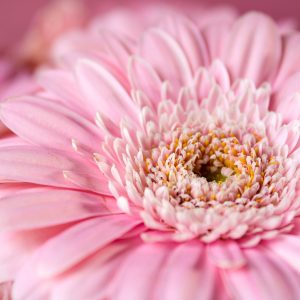 gerbera, pink, flower