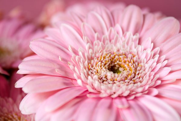 gerbera, pink, flower