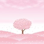 spring background, sakura tree, cherry tree