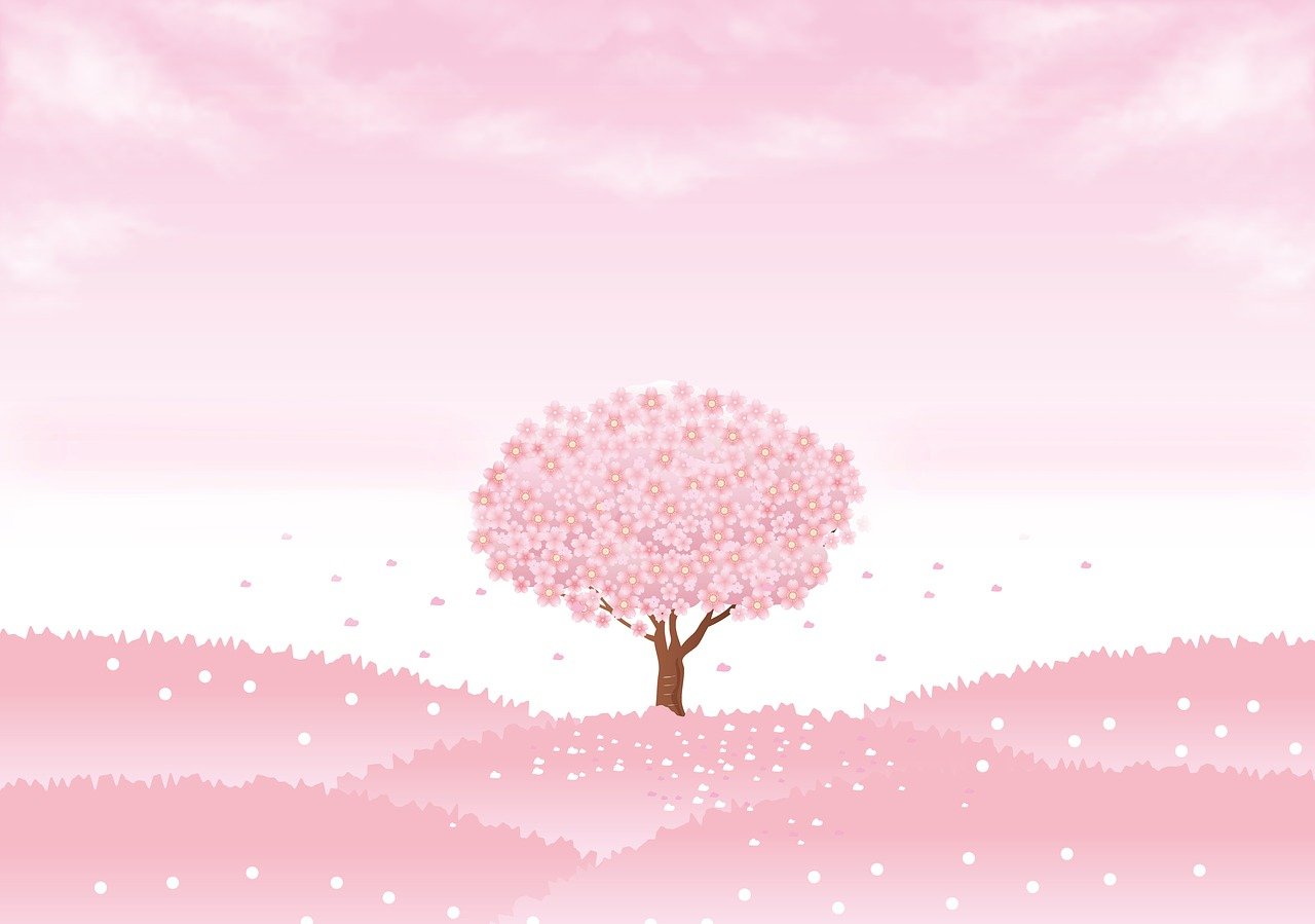 spring background, sakura tree, cherry tree