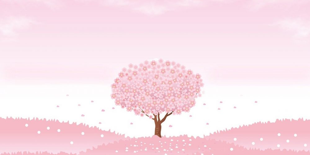 spring background, sakura tree, cherry tree